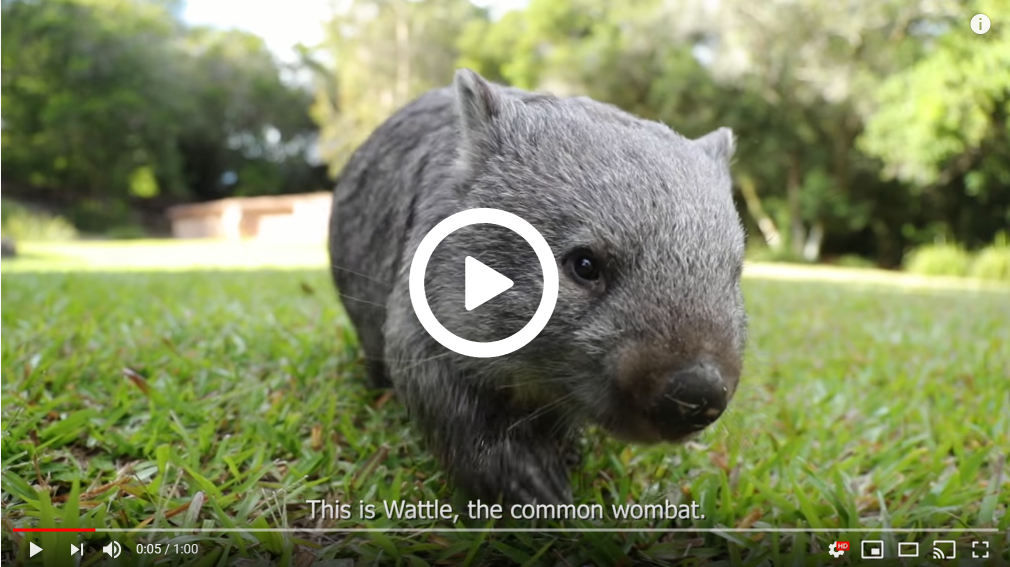 wombat-youtube